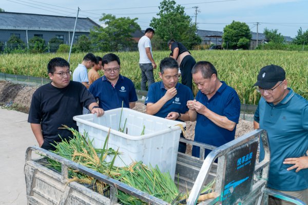 融股宝 适合崇明，可推广应用！1+9稻蟹综合种养系统：有产量，有效益，还环保！